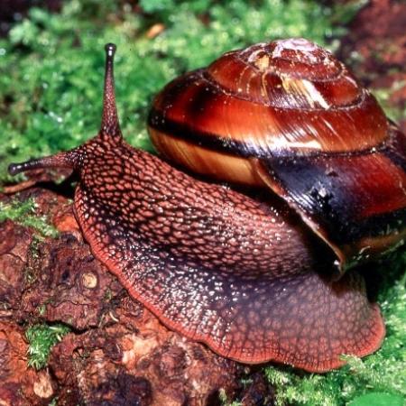 A medium shot of a pacific sideband snail.