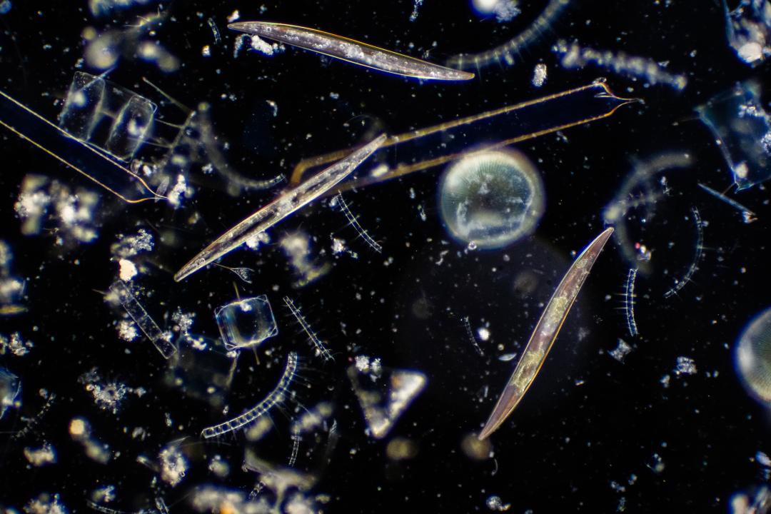 closeup view of phytoplankton 