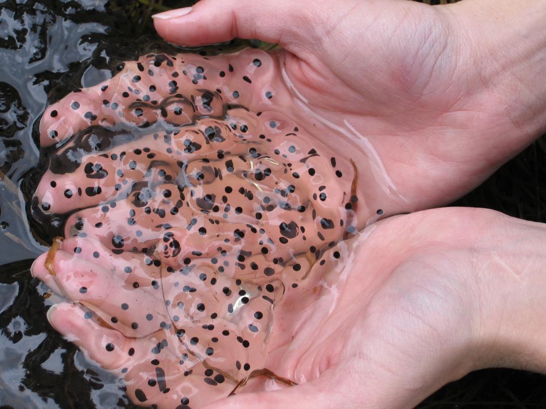 Frog eggs.