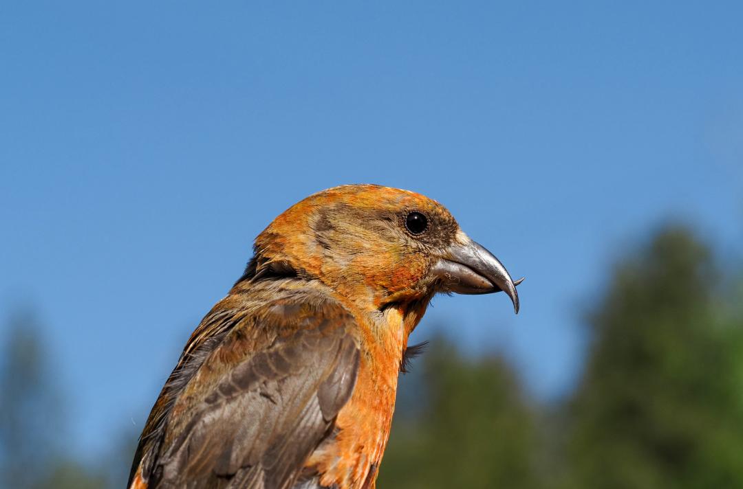 Close up image of a bird.