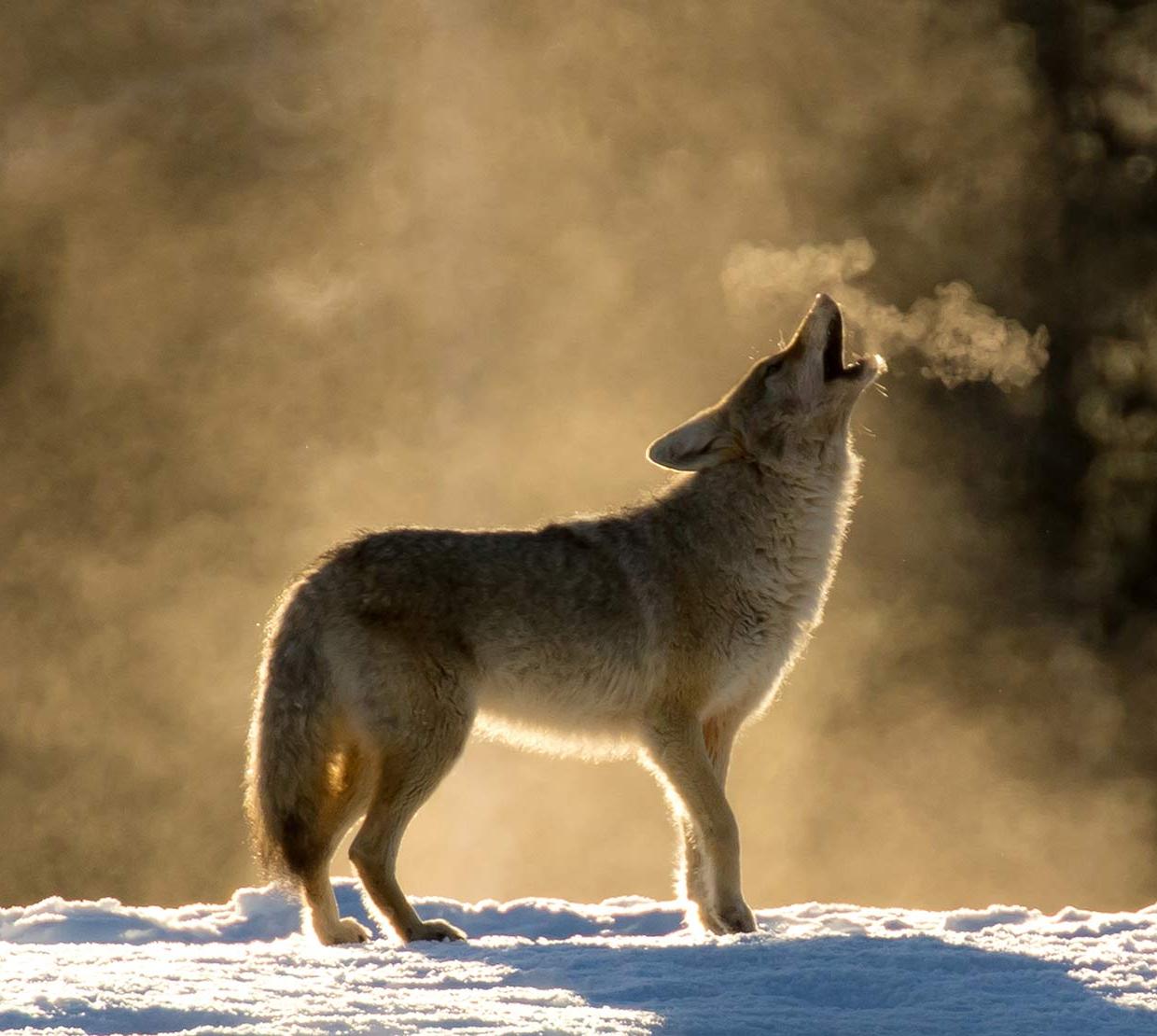 wolf howling in snow