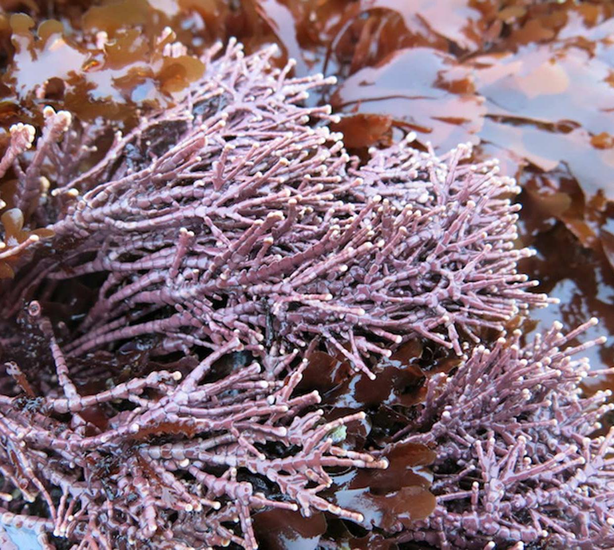 coral soaking in water on rock
