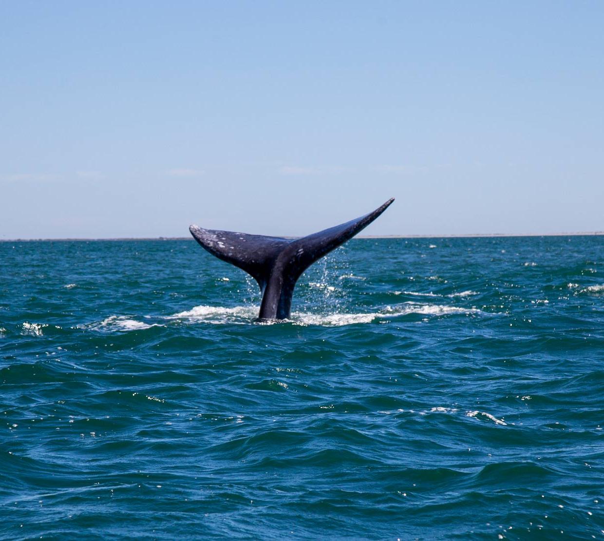 Blue whale tail peering out of ocean surface