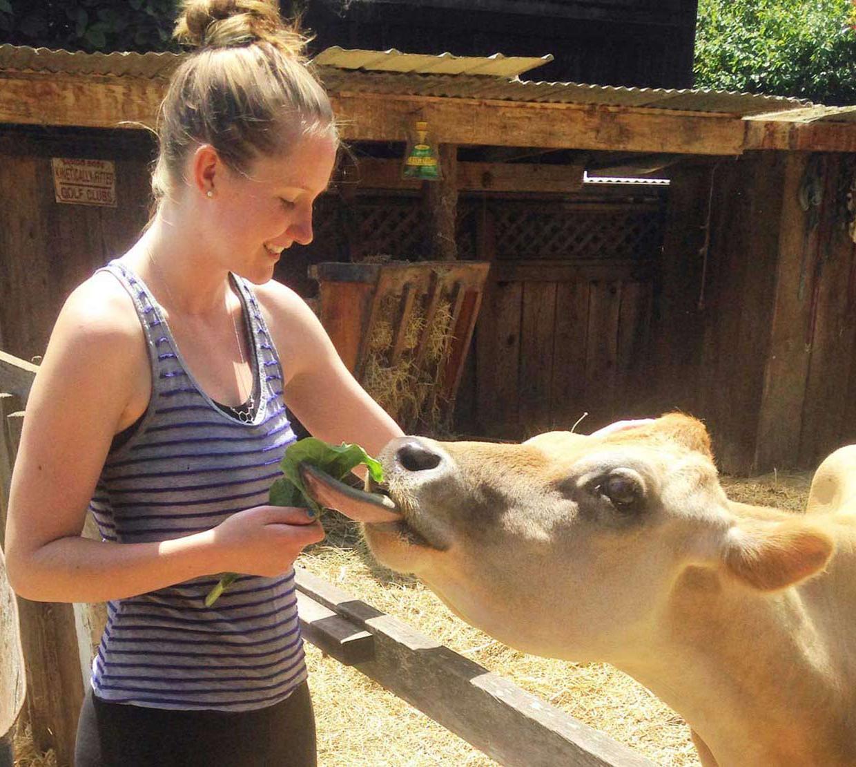 Karianna Crowder feeding a cow