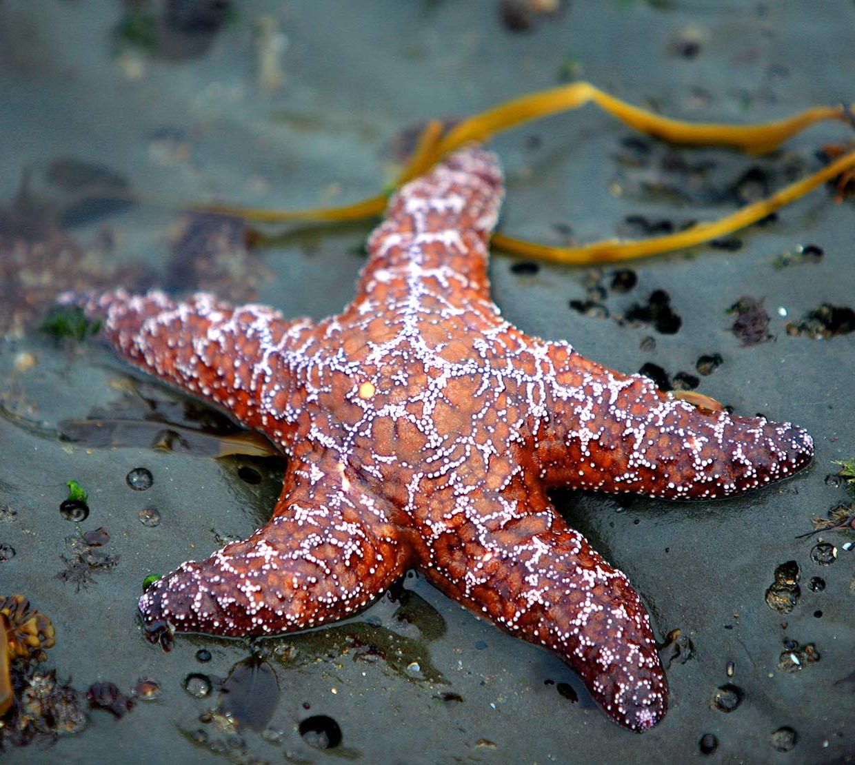 Sea star sitting on ocean shore
