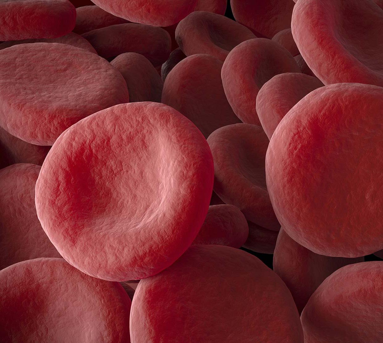 Animation of red blood cells