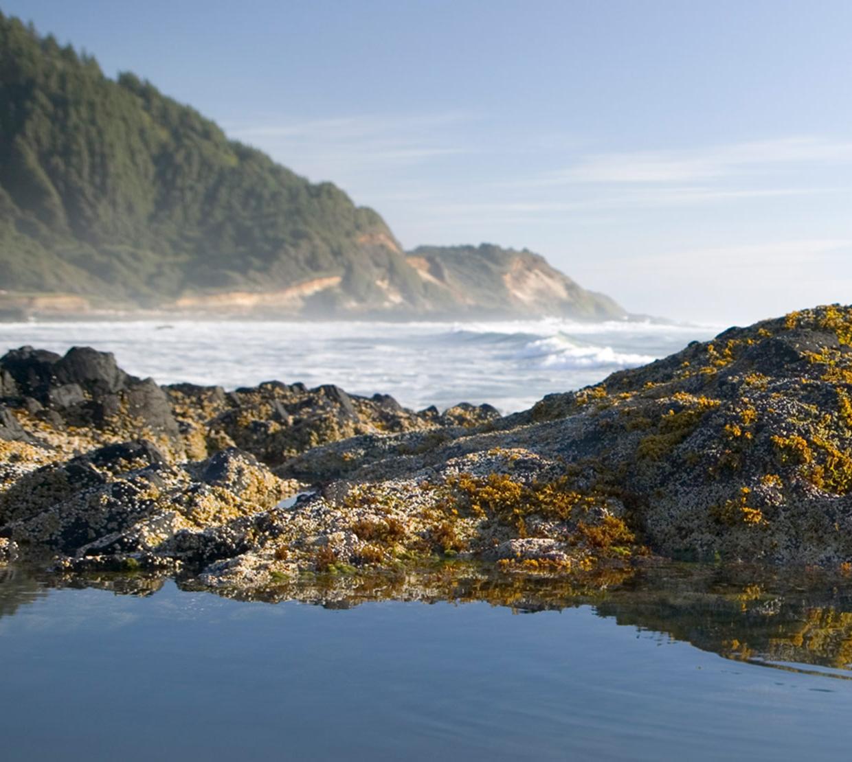 tide pool on Oregon Coast