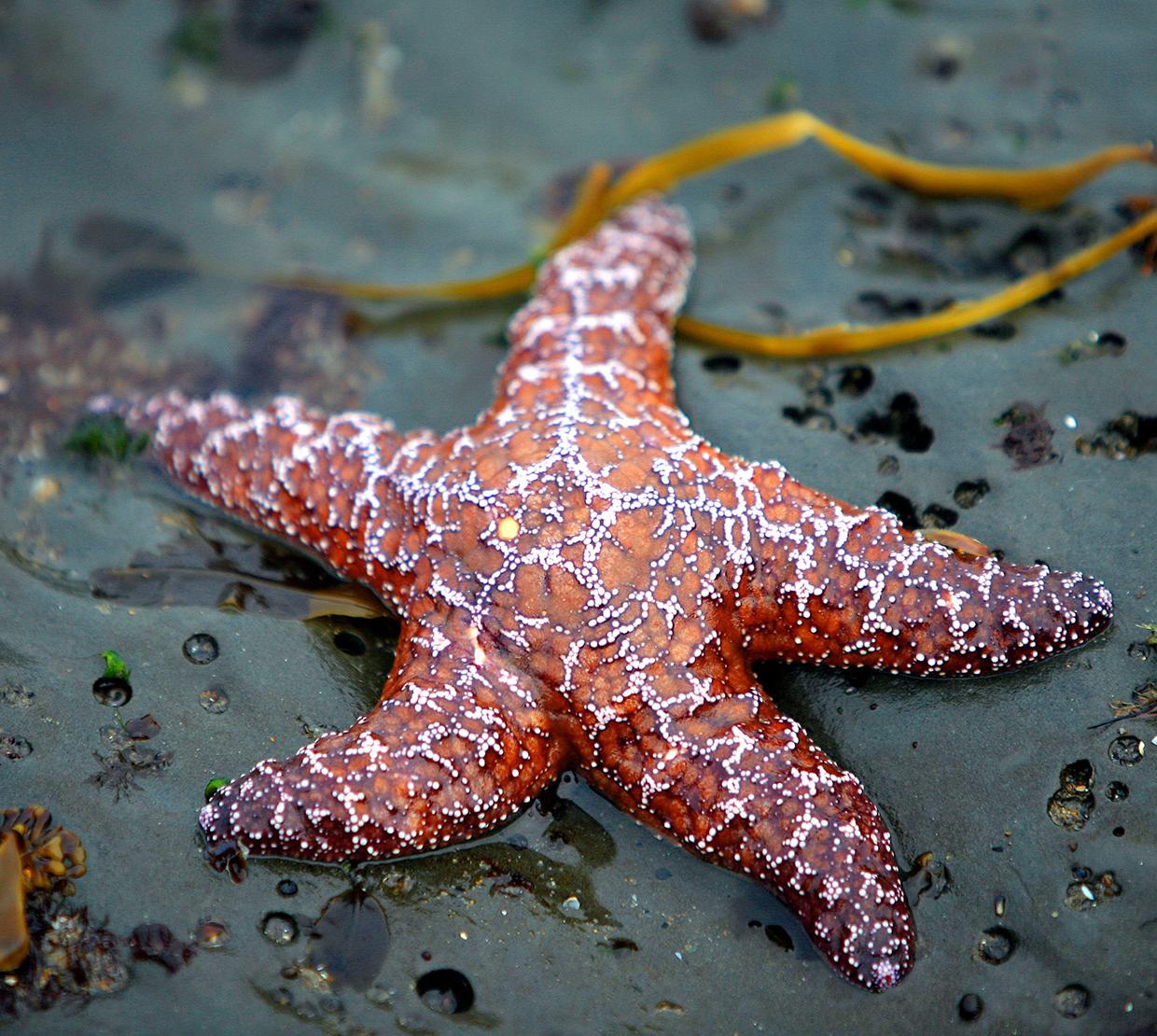 sea star sitting on beach shore