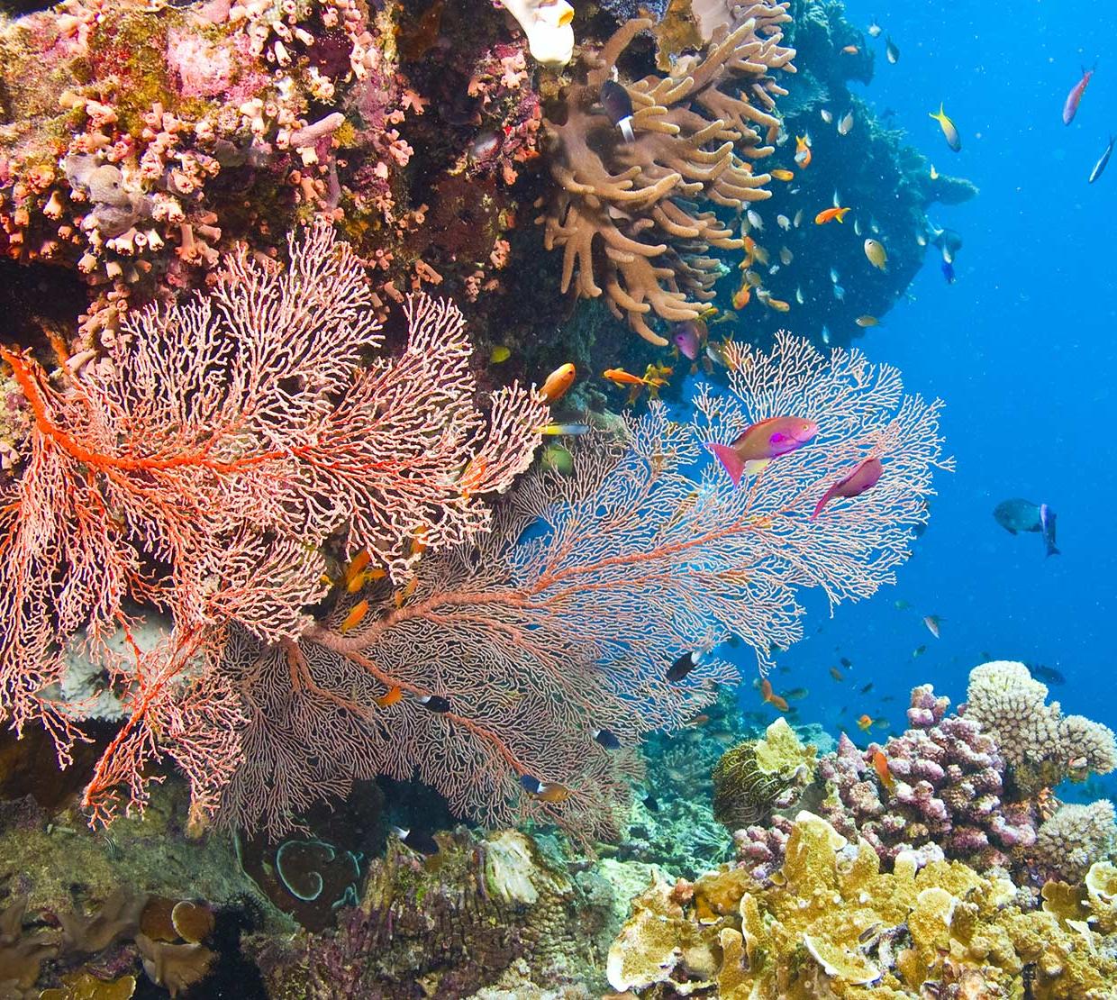 fish and coral in their underwater ecosystem