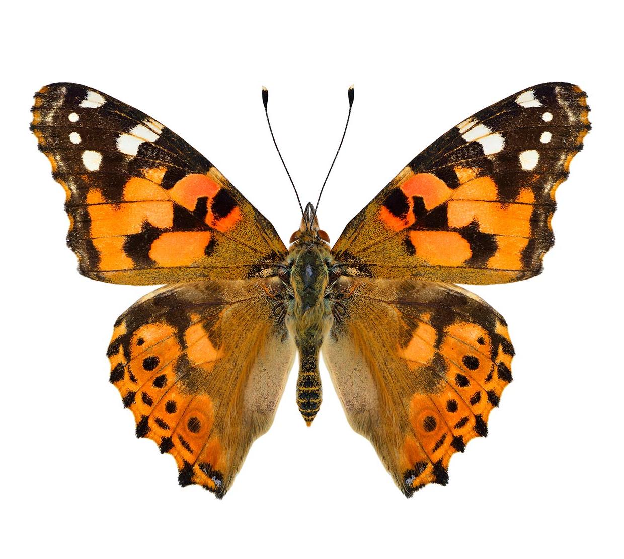 Painted lady butterfly in front of white backdrop