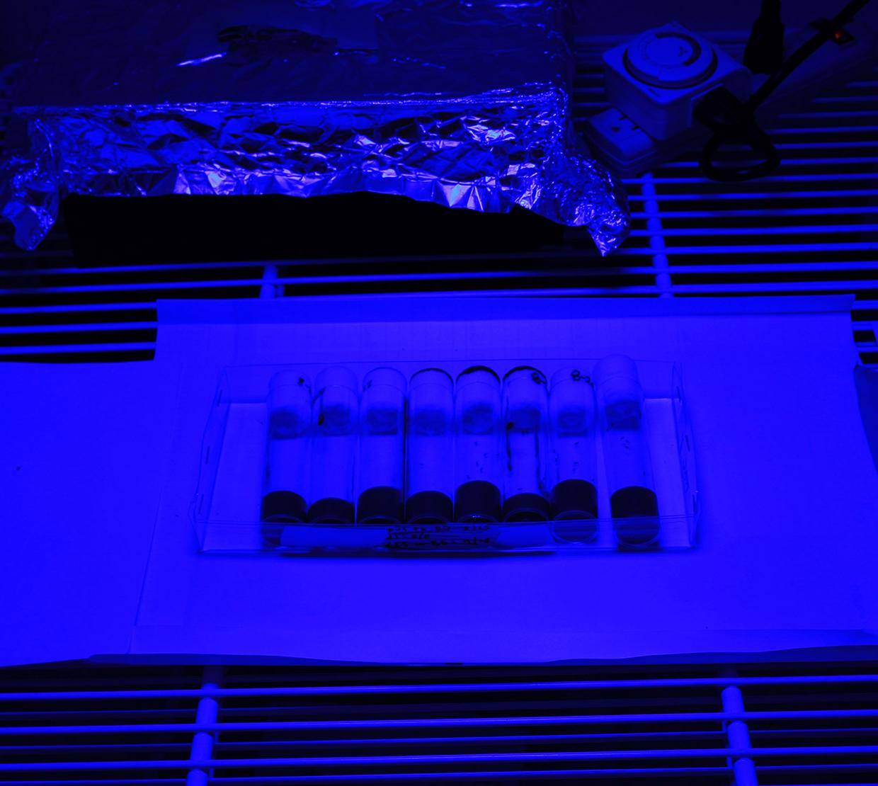 Fruit flies under blue light in lab
