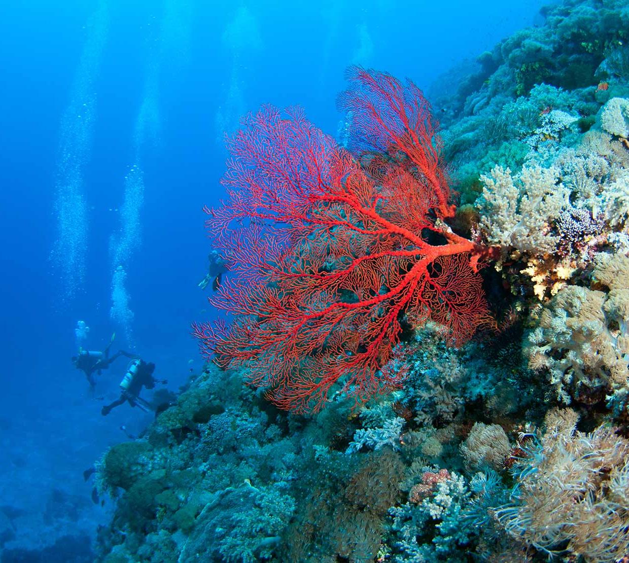 Red Fan Coral on shallow ocean floor