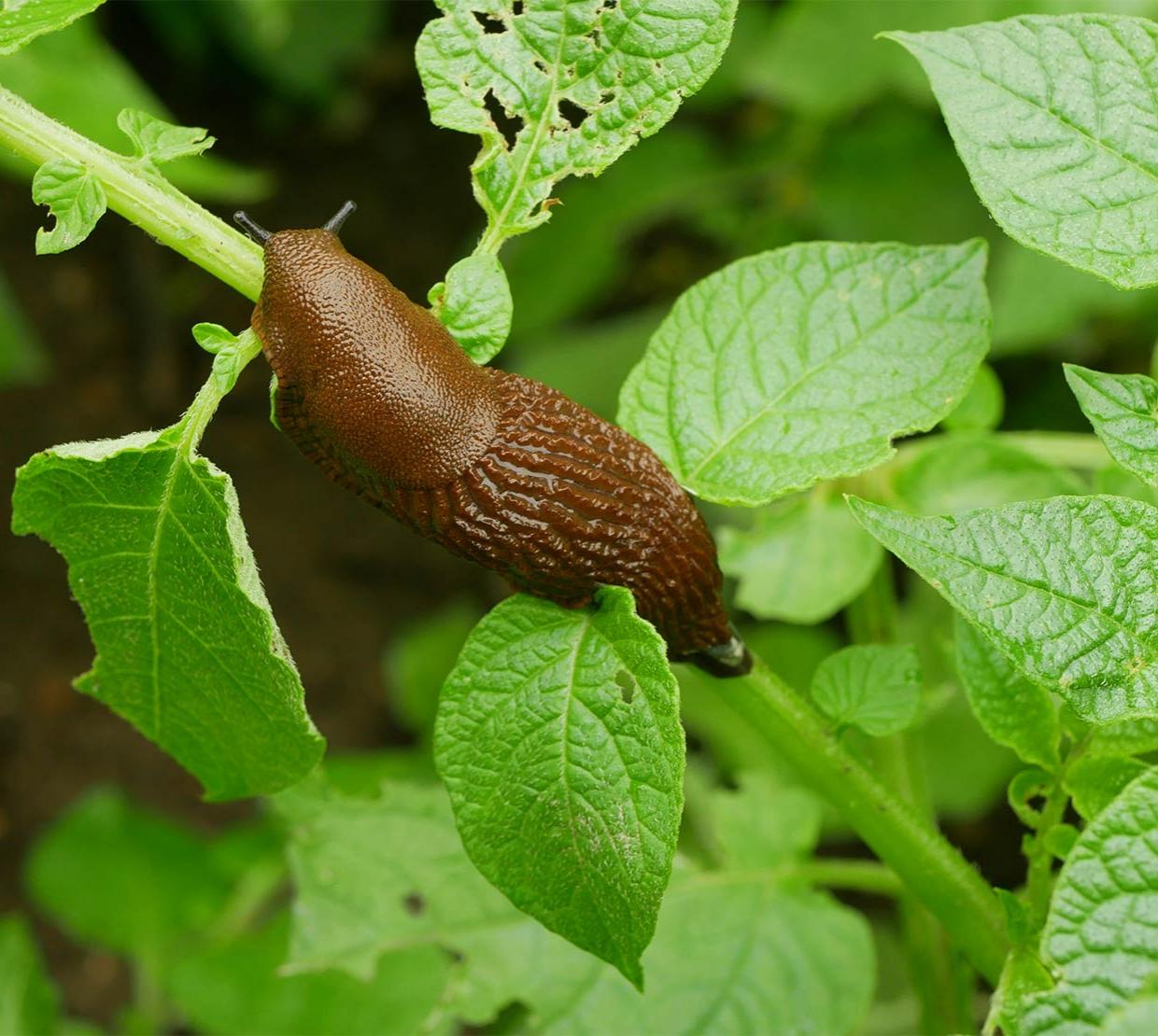 Invasive slug