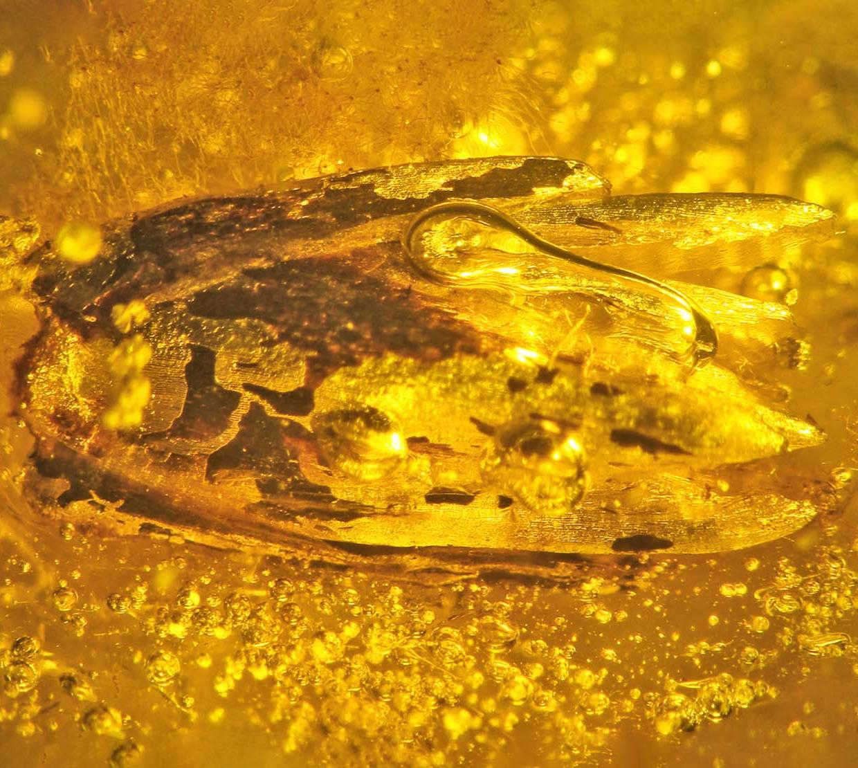 Eograminis balticus in yellow amber.
