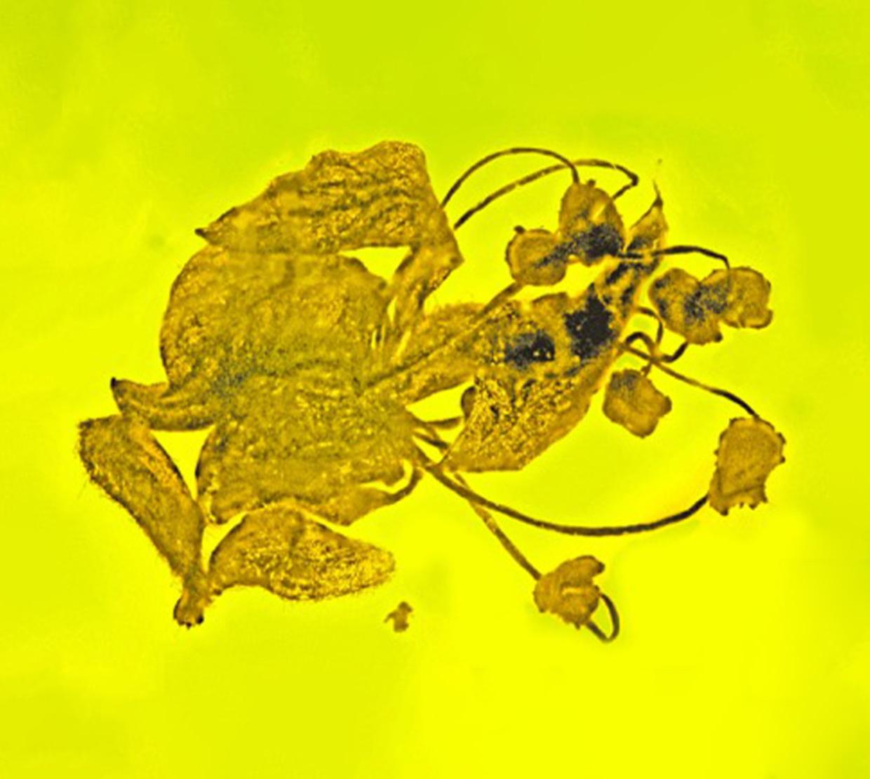 A flower encased in amber. 