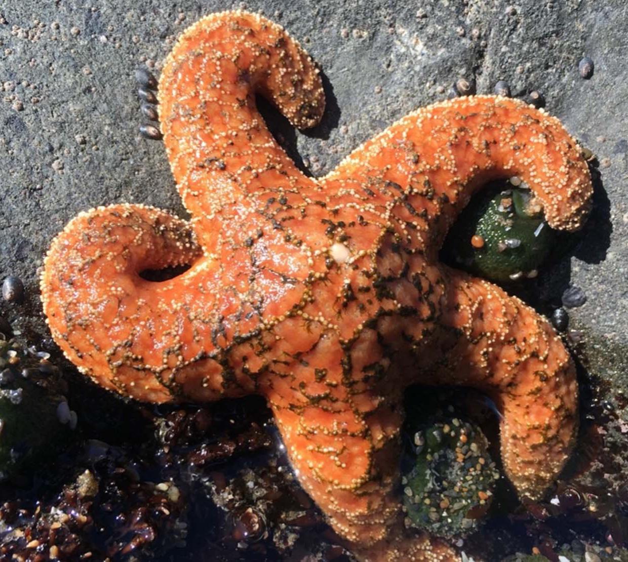 A healthy bright orange sea star clinging to a rock