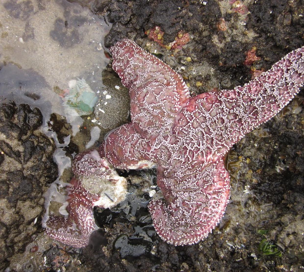 Diseased ochre sea star