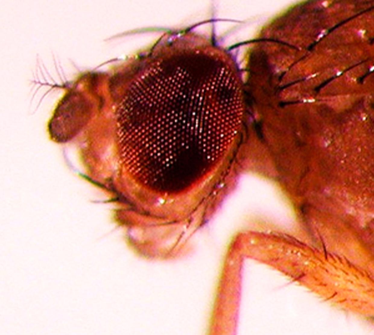 A zoomed in shot of a fruit fly.