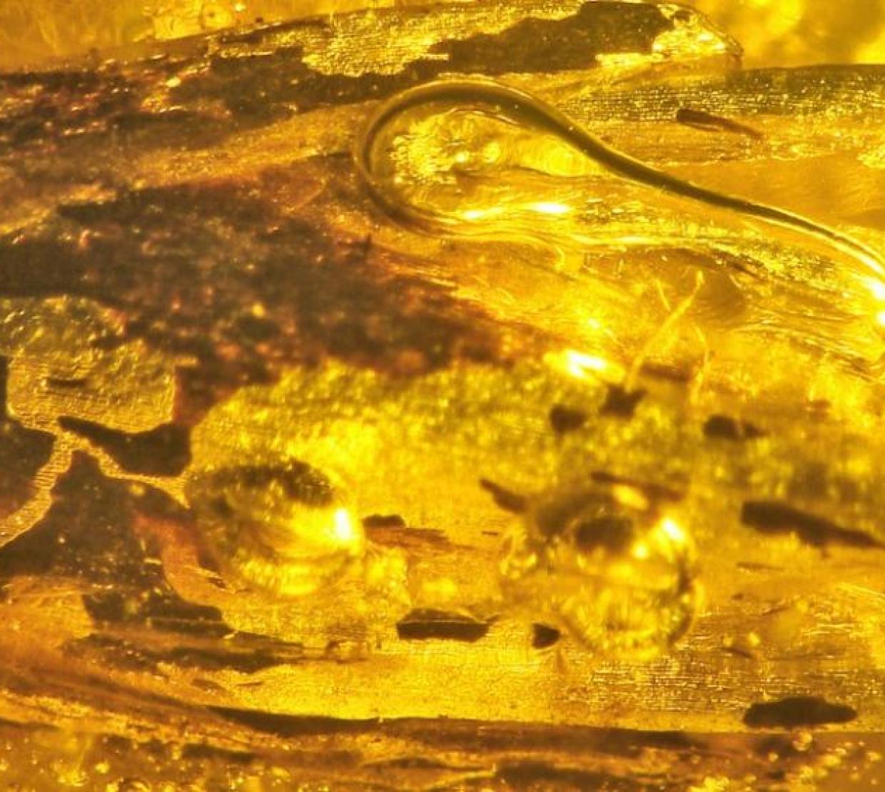 Eograminis balticus encased in amber.
