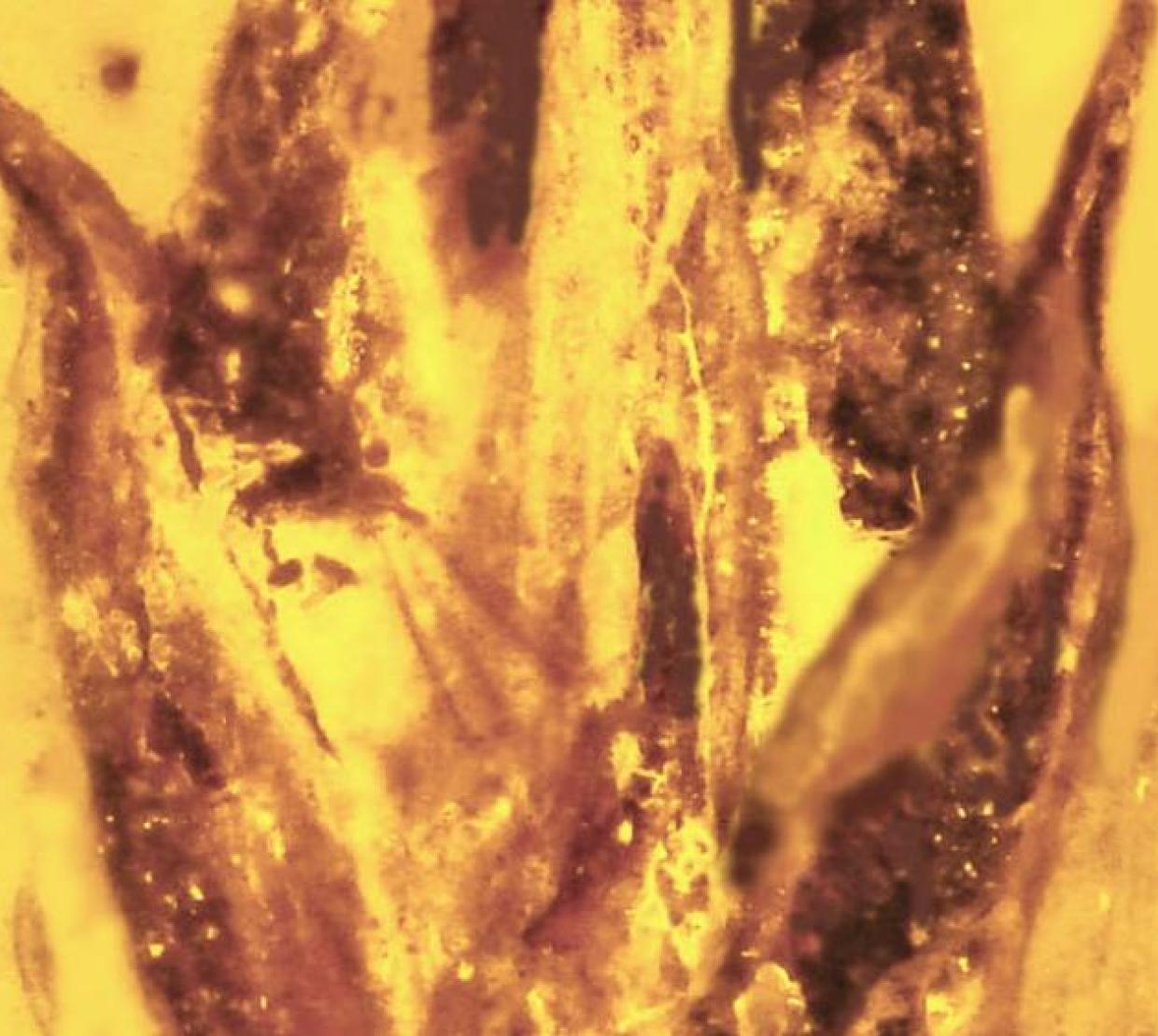 Ergot Parasite encased in amber.