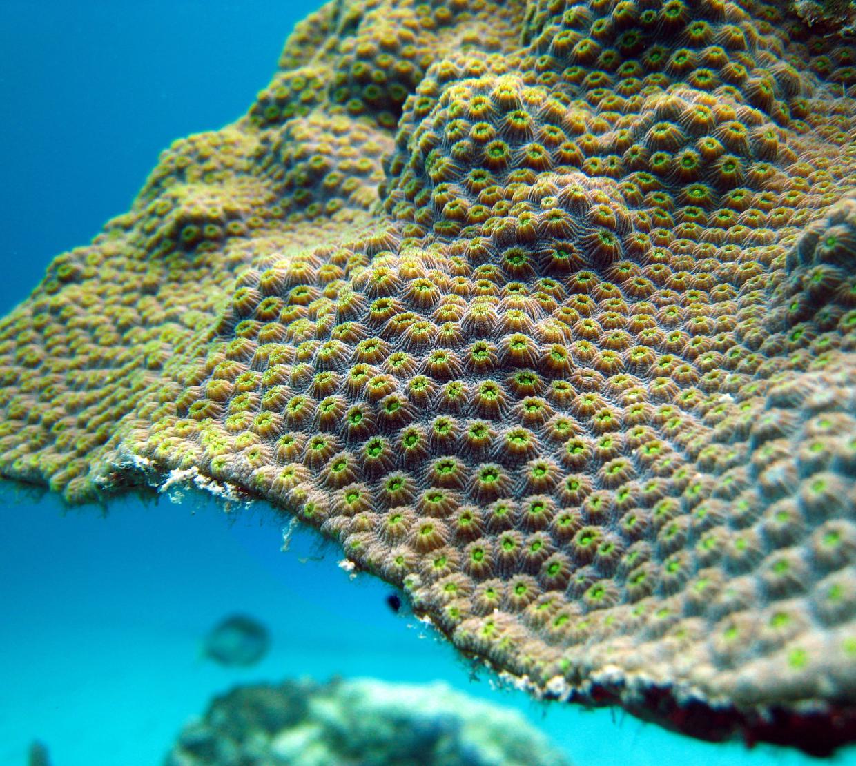 Close up of a reef coral