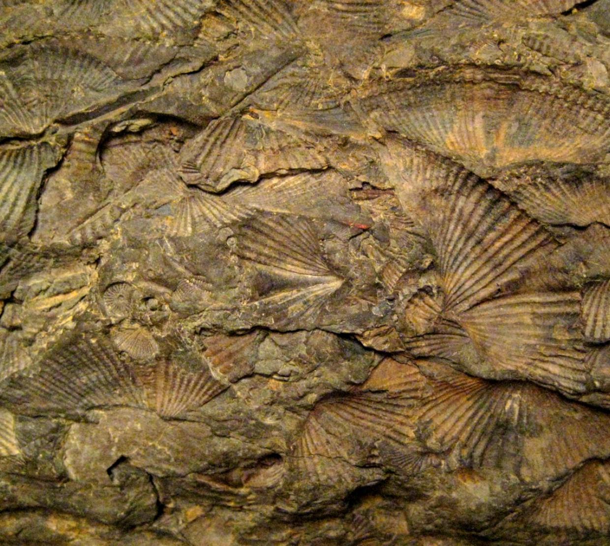 Fossolized brachiopods in shale rock