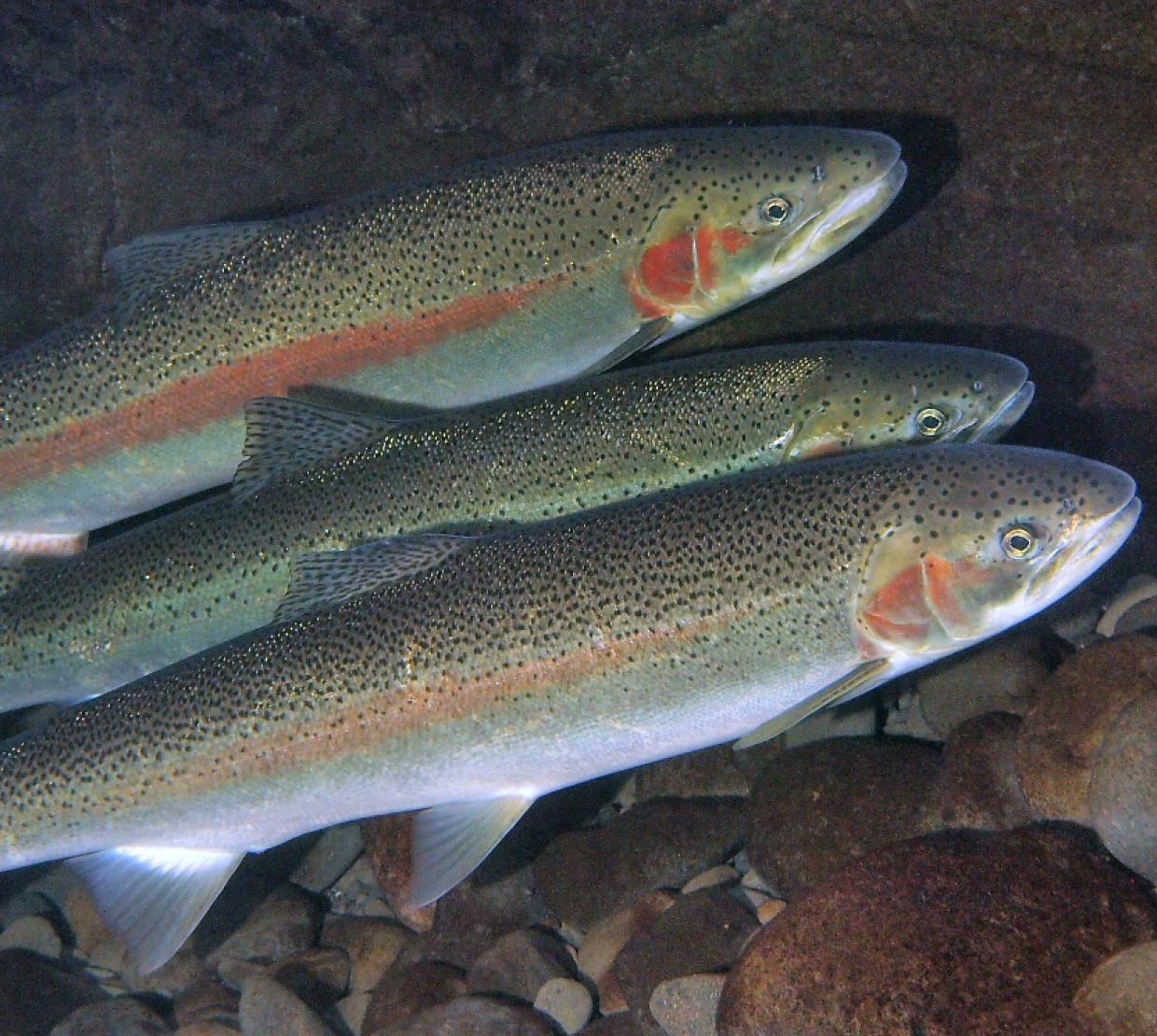Three steelhead trout swimming among rocks