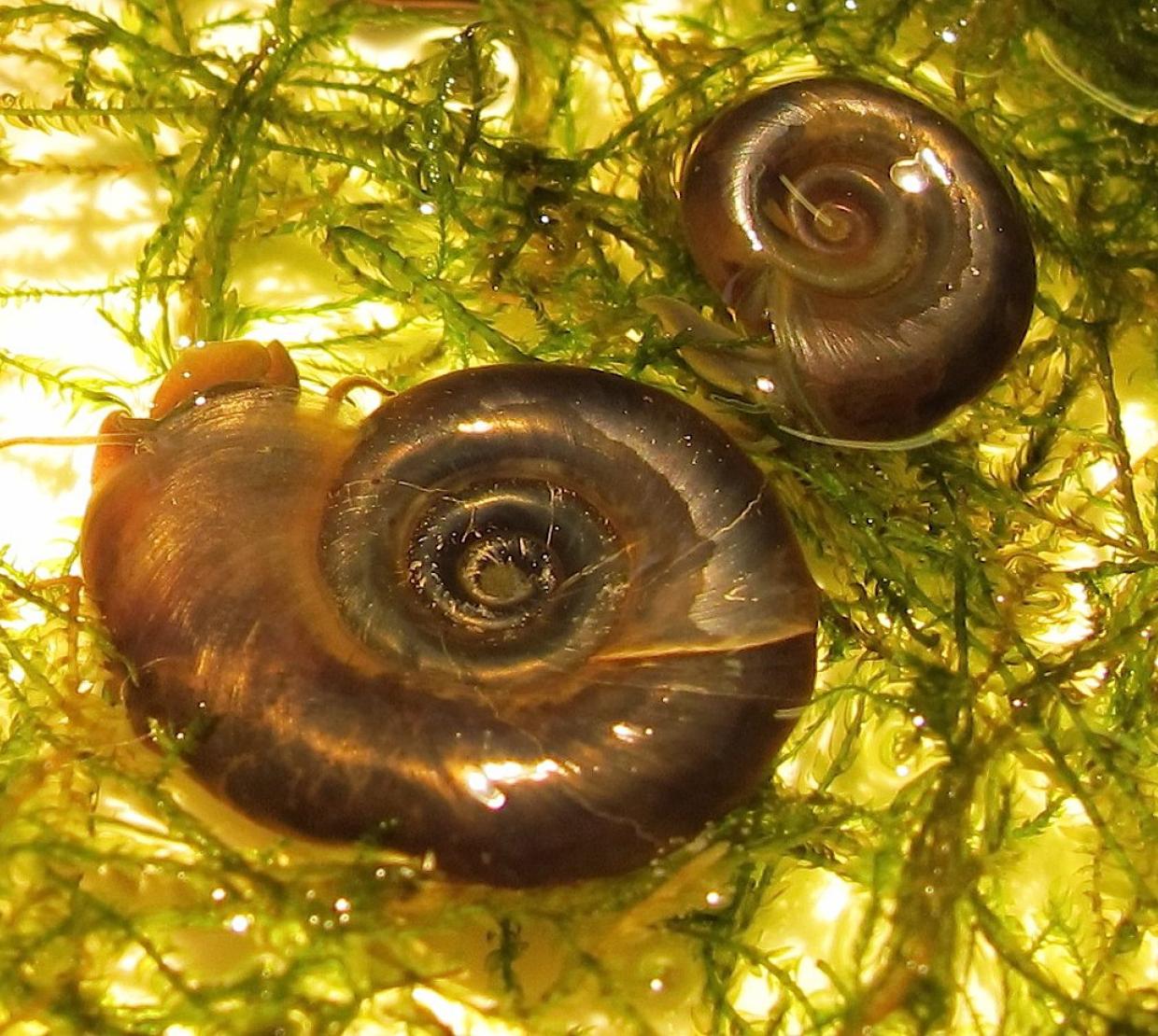 Two aquatic snails resting on a bed of seaweed