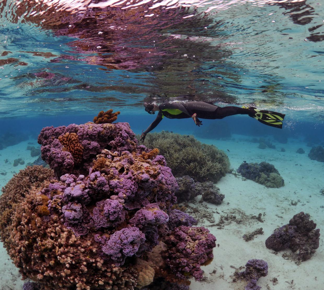 Coral microbiologist Rebecca Vega Thurber snorkeling above a mass of coral in clear waters.