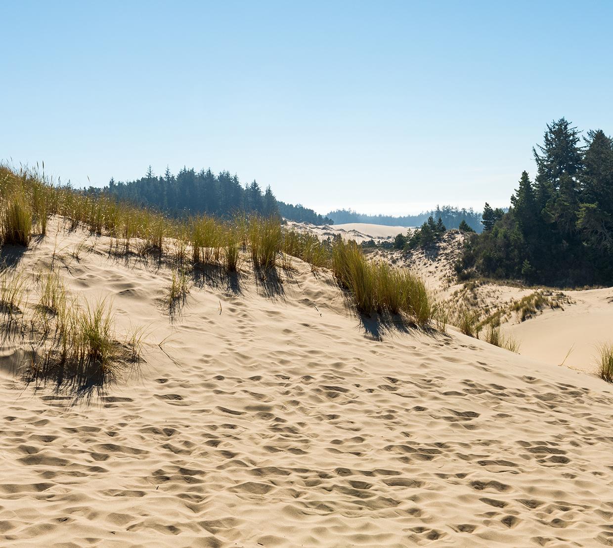 Picture with sand dune and dune grasses in the foreground, evergreens and sky in the background, taken from a high point above the Oregon Dunes