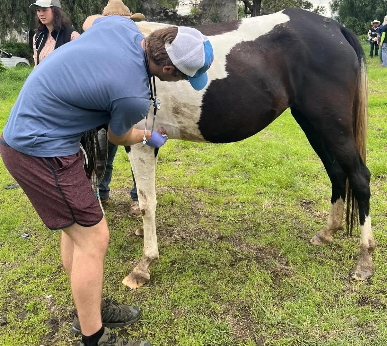 Jared McClure, a senior majoring in biology, takes care of a horse's wound during a field clinic. 