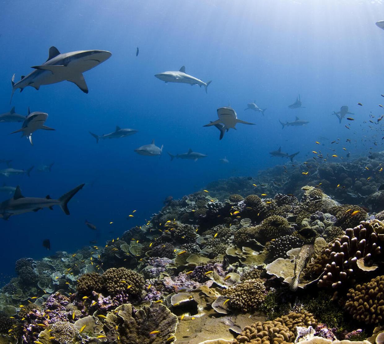 Ocean underwater image with sharks and coral reef.