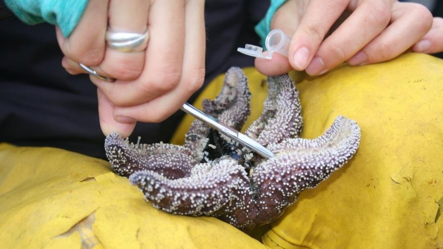 A sea star being examined with forceps.
