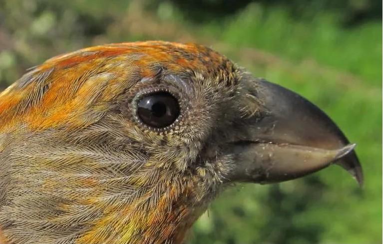 Closeup of a red crossbill songbird with green plants in the background