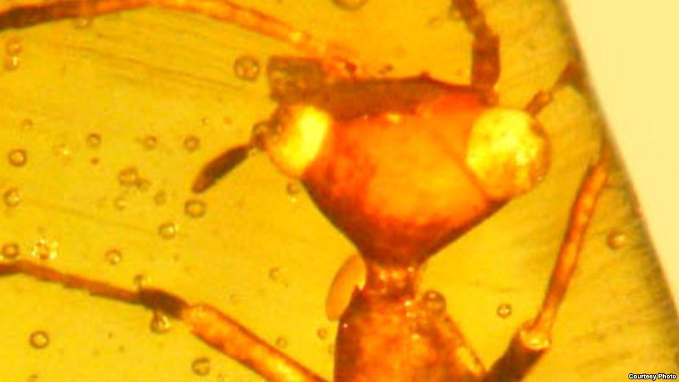 Insect encased in amber.
