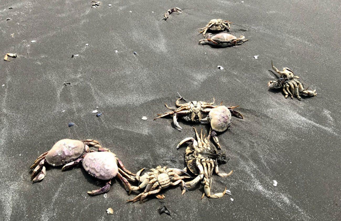 Dead dungeness crabs on beach