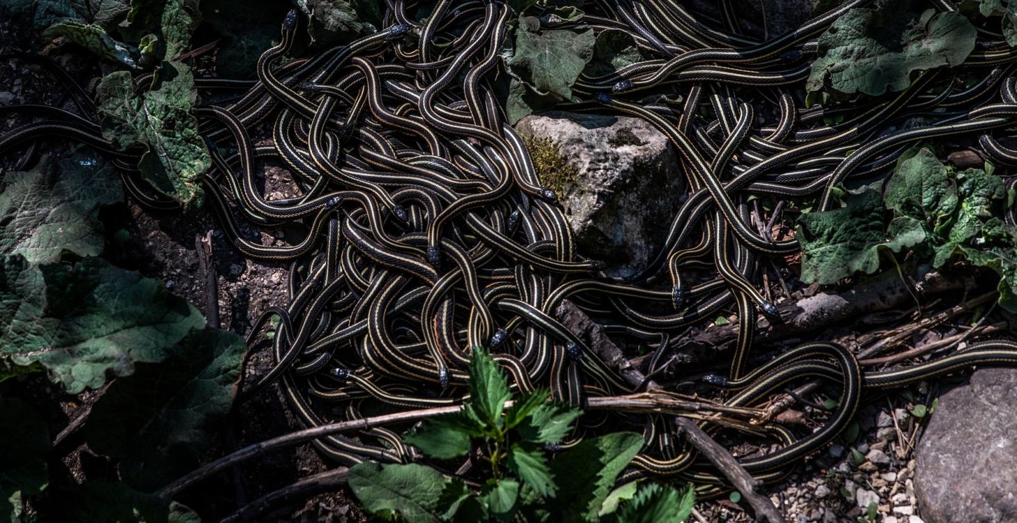 Large group of snakes gathering.