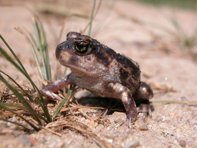 A Spadefoot Toad.
