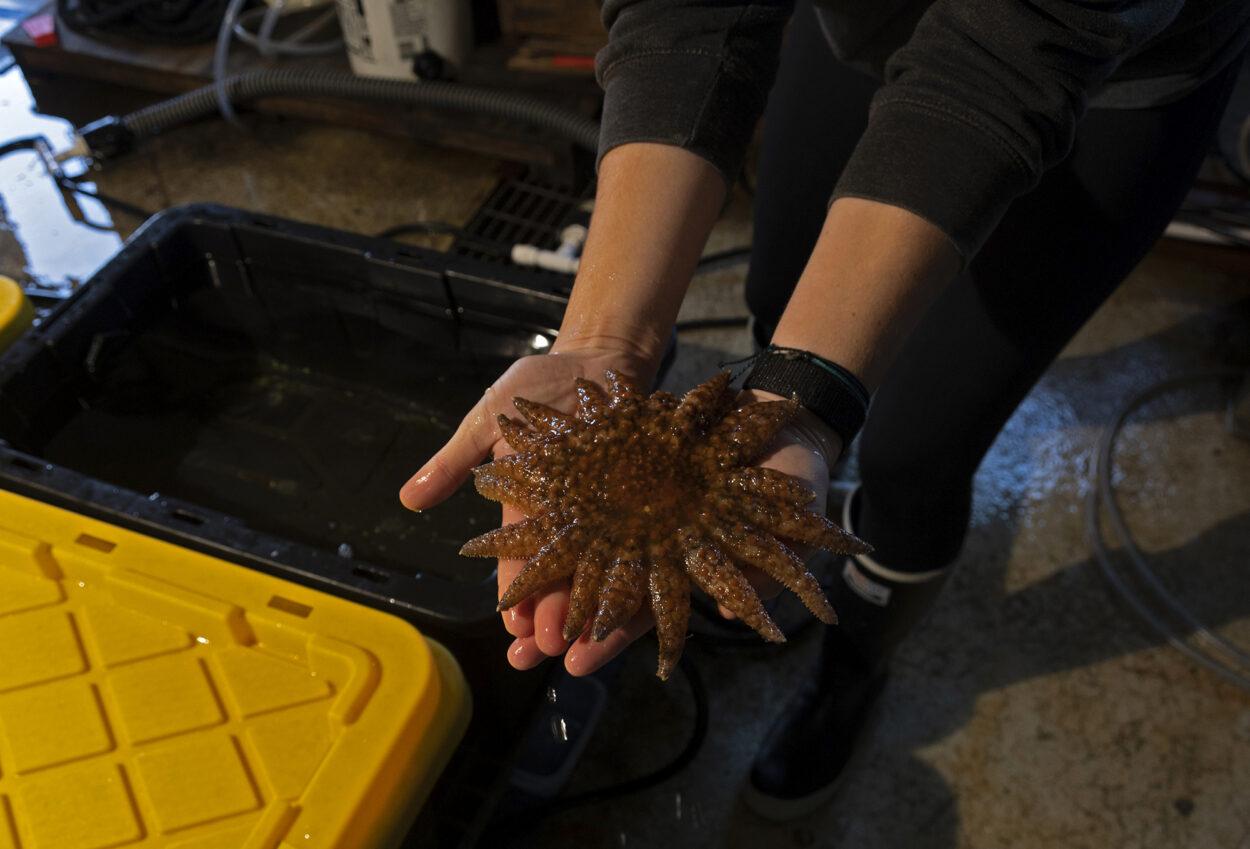 Lab technician Elsie Herman holds an endangered Sunflower Sea Star.