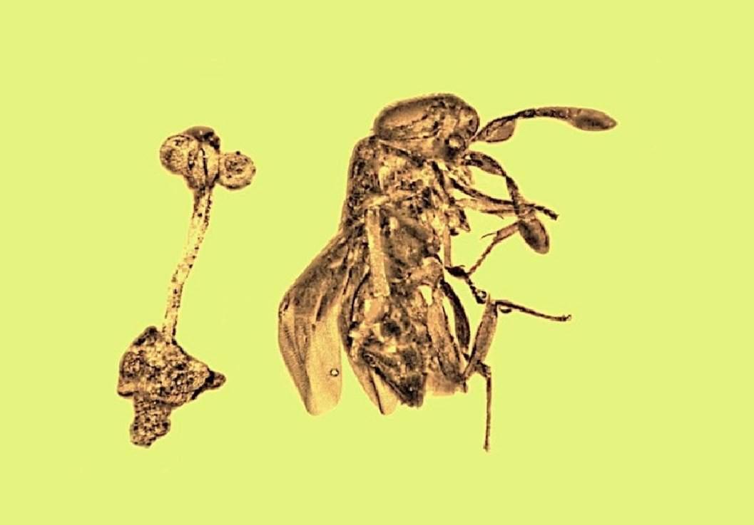 Bee fossilized in amber