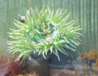 A green sea anemone.