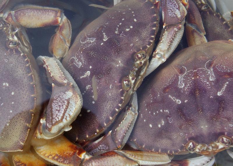 Dungeness Crabs underwater.