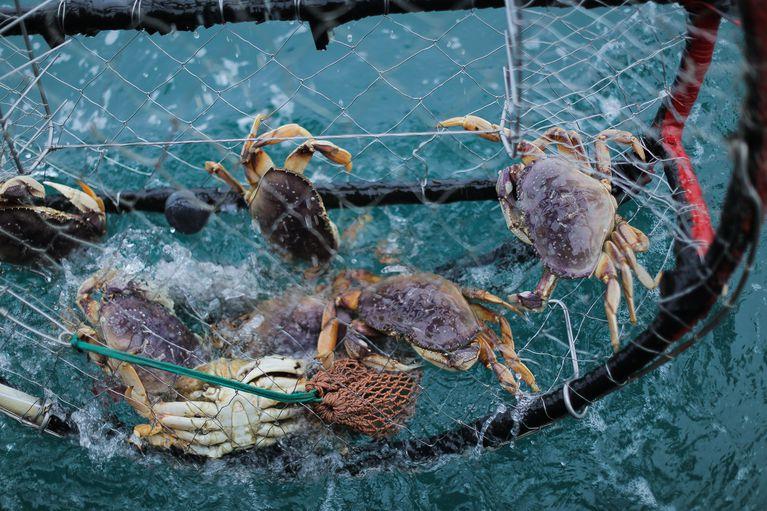 crabs caught in crab pot above the water