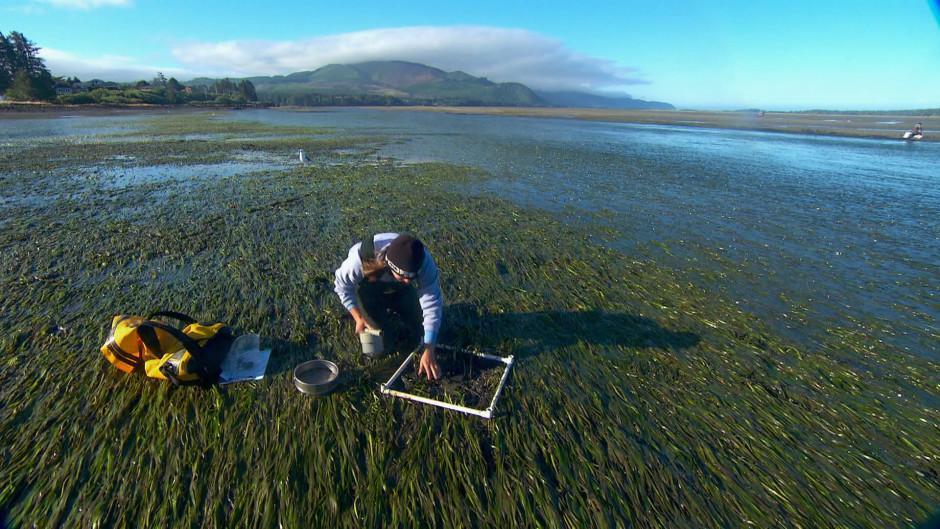 Woman kneeling in seagrass to perform measurements. Hills and trees are in the background