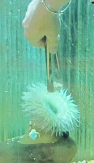 An anemone being fed with tongs.