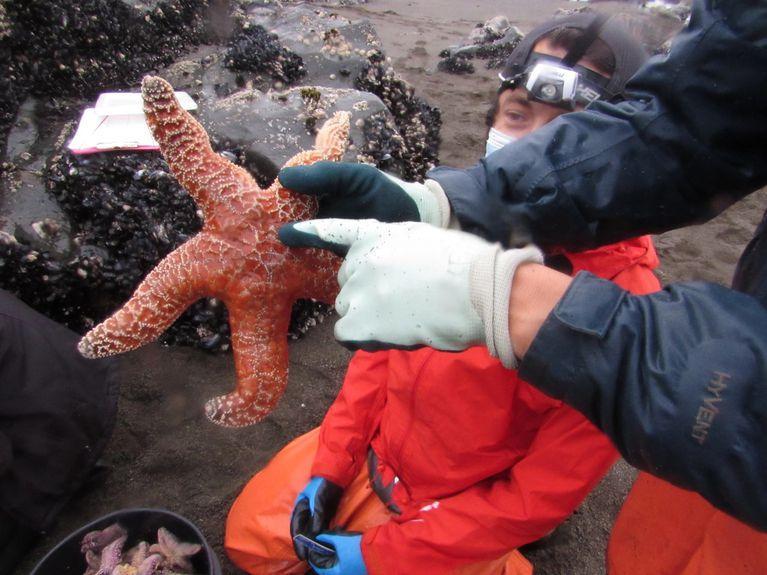 Scientist holding sea star