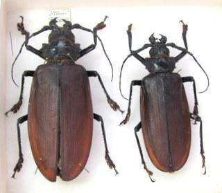 Two large beetles side by side.