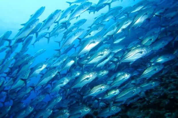 School of mackerel