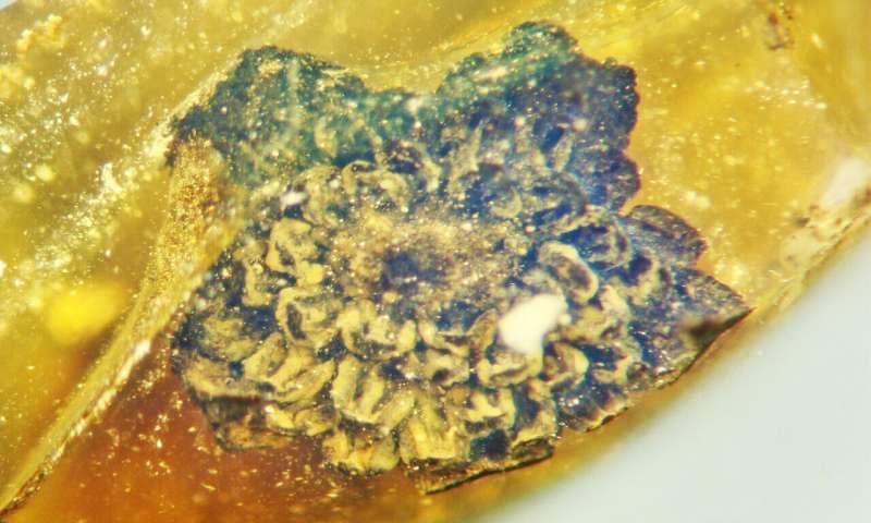 Preserved flower in amber