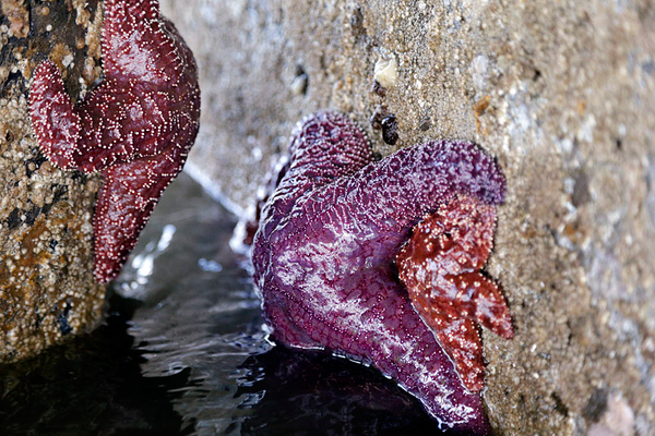 Baby starfish stage big comeback in waters off Oregon and California.
